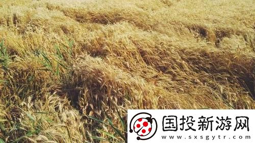 韓國(guó)朋友家的麥子-網(wǎng)友：值得一嘗的美味柯林資訊